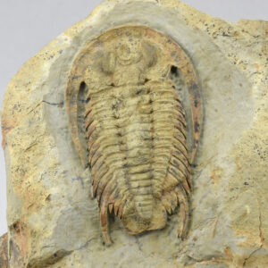 Rare trilobite cf. Richterops sp.