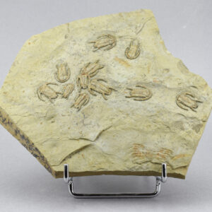 Slab with 11 Richterops falloti trilobites