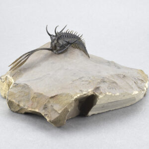 Flying-prepared trilobite Walliserops trifurcatus and Gerastos