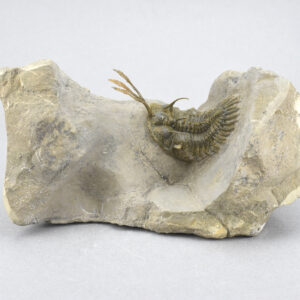 Flying-prepared trilobite Walliserops trifurcatus