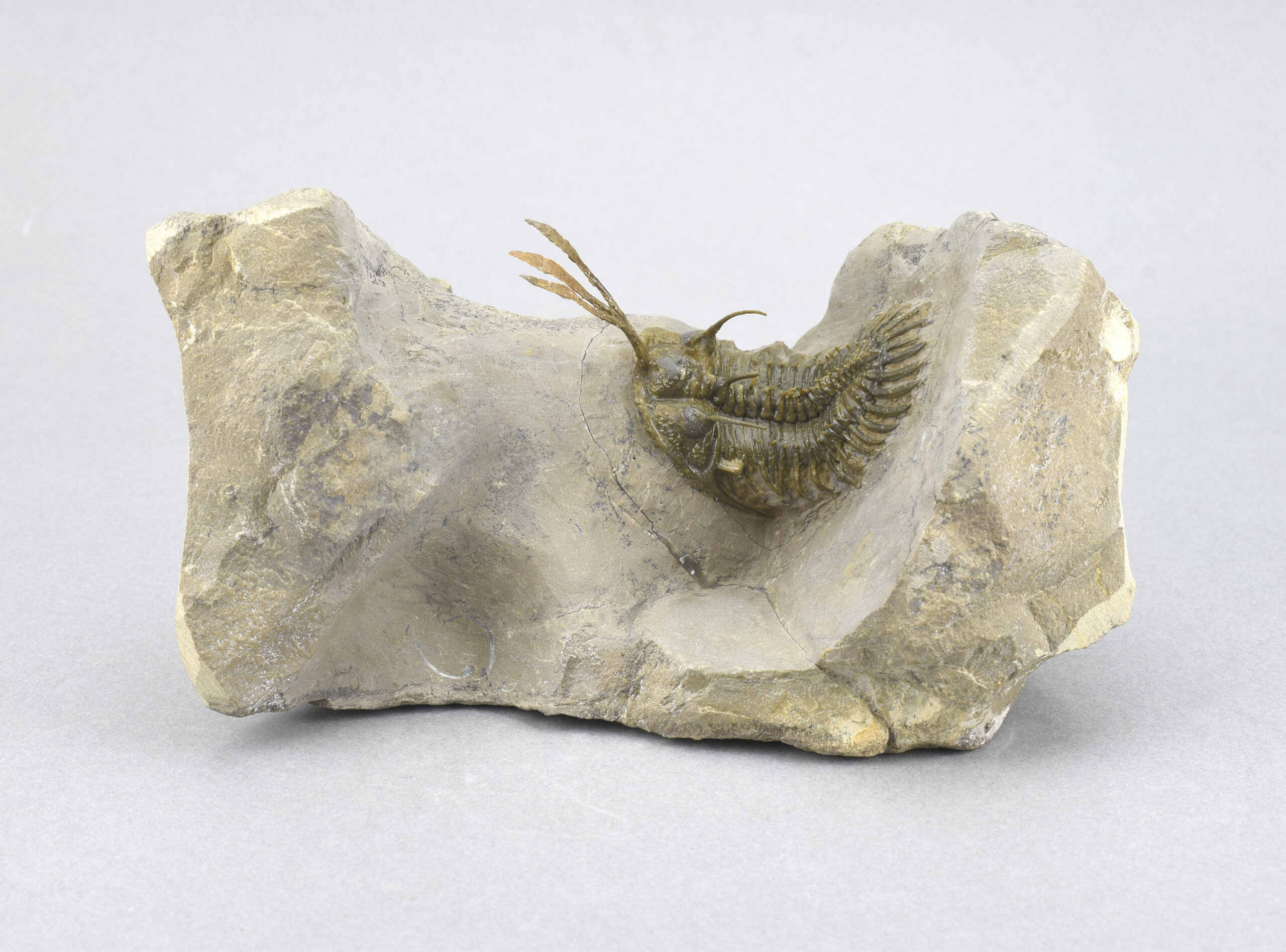 Flying-prepared trilobite Walliserops trifurcatus