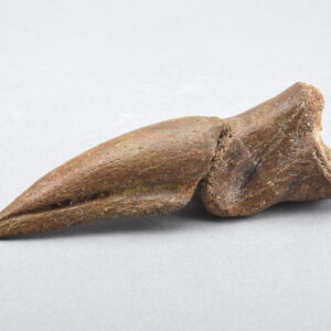 Exquisite 11 cm dinosaur foot claw - Carcharodontosaurus