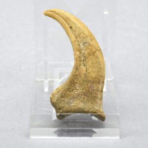 Fine 6.0 cm dinosaur claw - Dromaeosaurid
