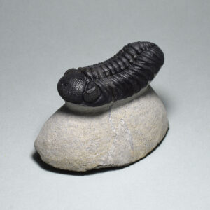 Trilobite Barrandeops