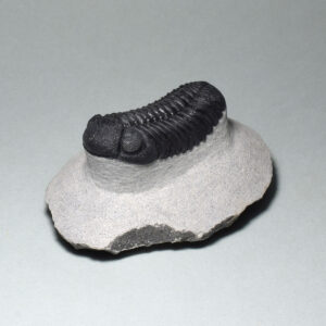 Trilobite Barrandeops