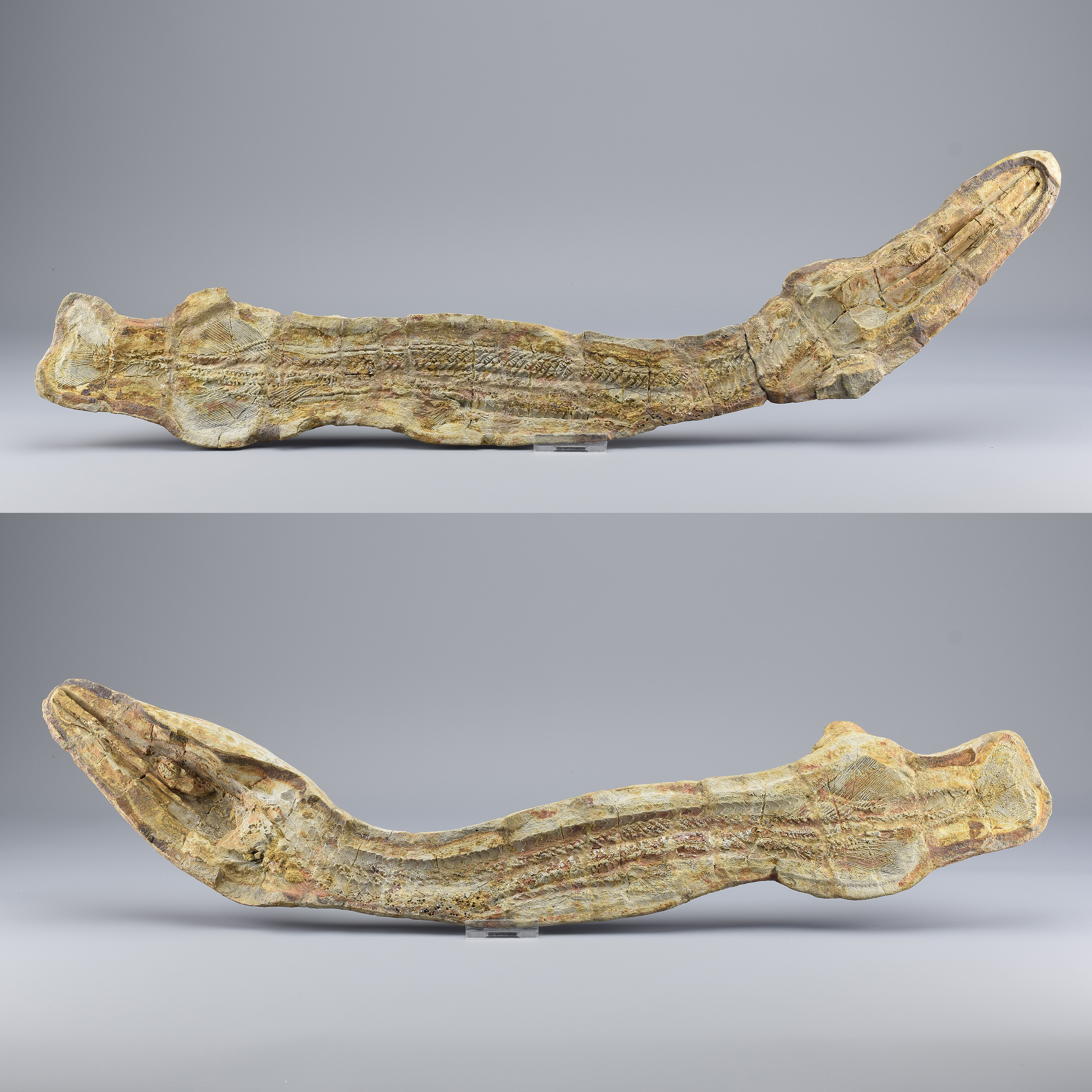 Superb fish Saurichthys madagascariensis