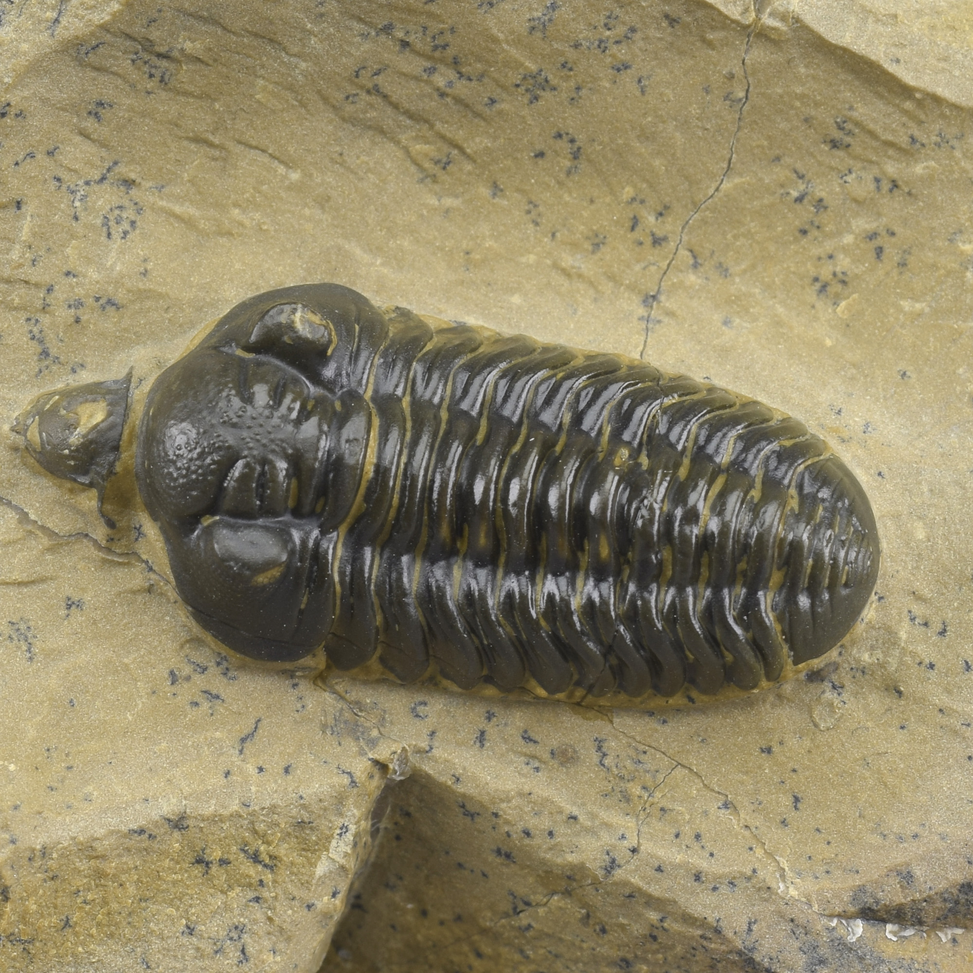 Superb Acastoides zguilmensis