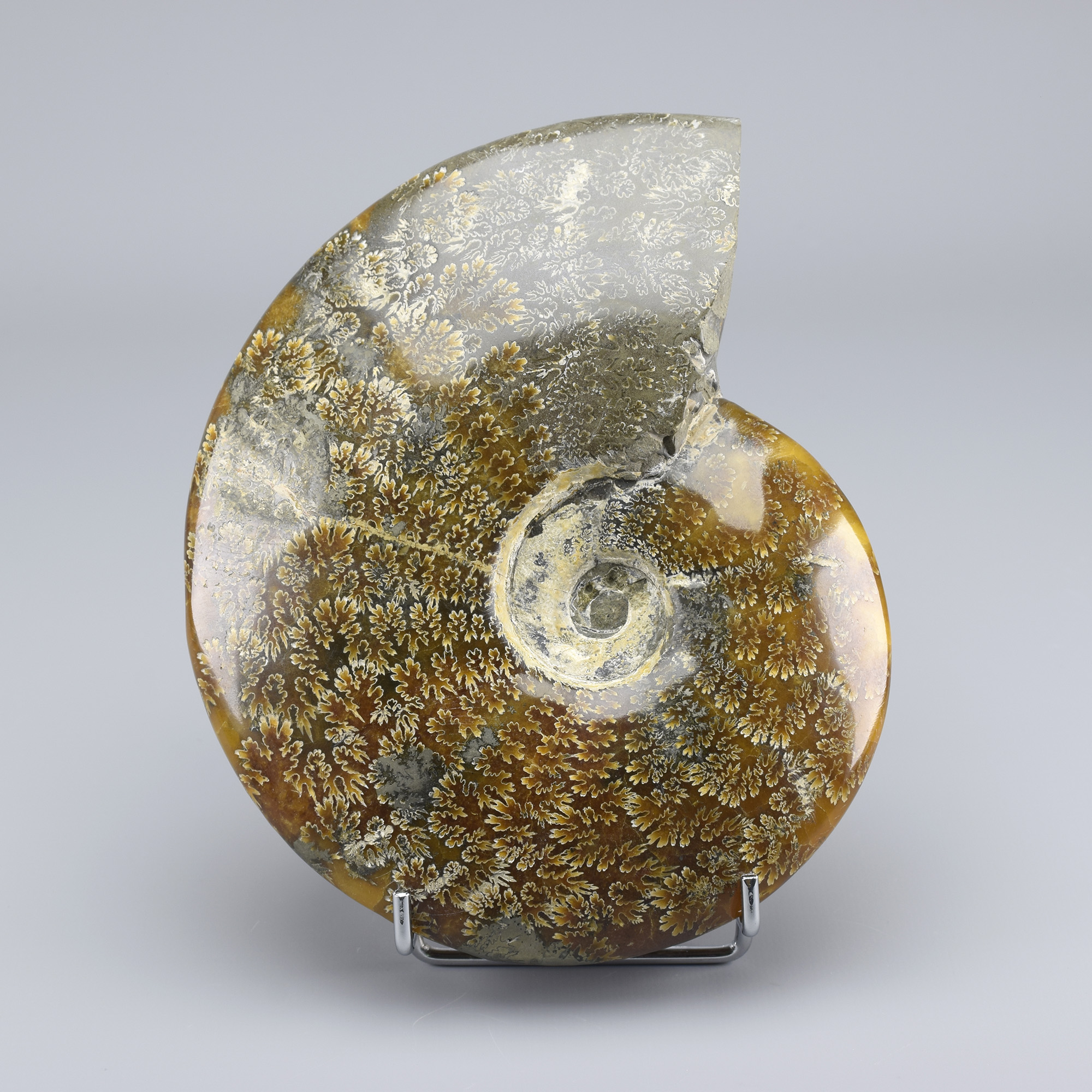 17 cm ammonite Aioloceras besairiei