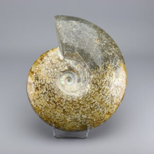 26 cm ammonite Aioloceras besairiei