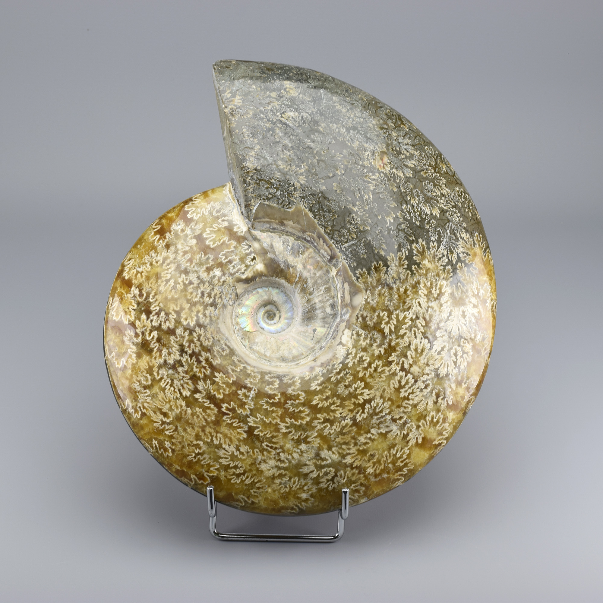 26 cm ammonite Aioloceras besairiei