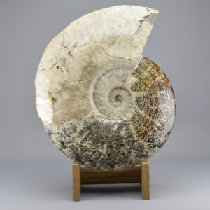 34 cm ammonite Aioloceras besairiei