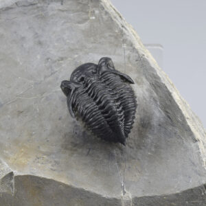 Rare trilobite Destombesina? sp.
