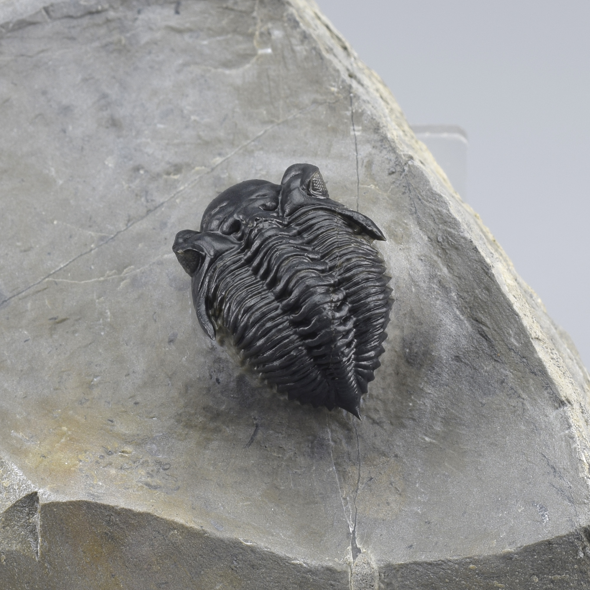 Rare trilobite Destombesina? sp.