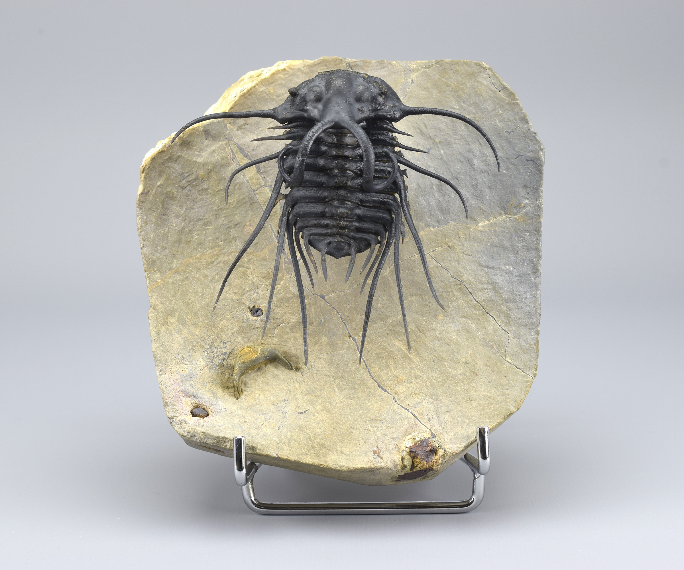 Large Dicranurus monstrosus