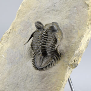 Beautiful spiny trilobite Erbenochile erbeni