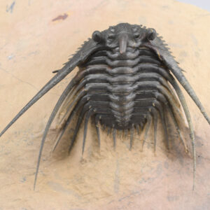 Rare trilobite Kettneraspis prescheri