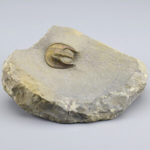Fine trilobite Lioharpes wendti