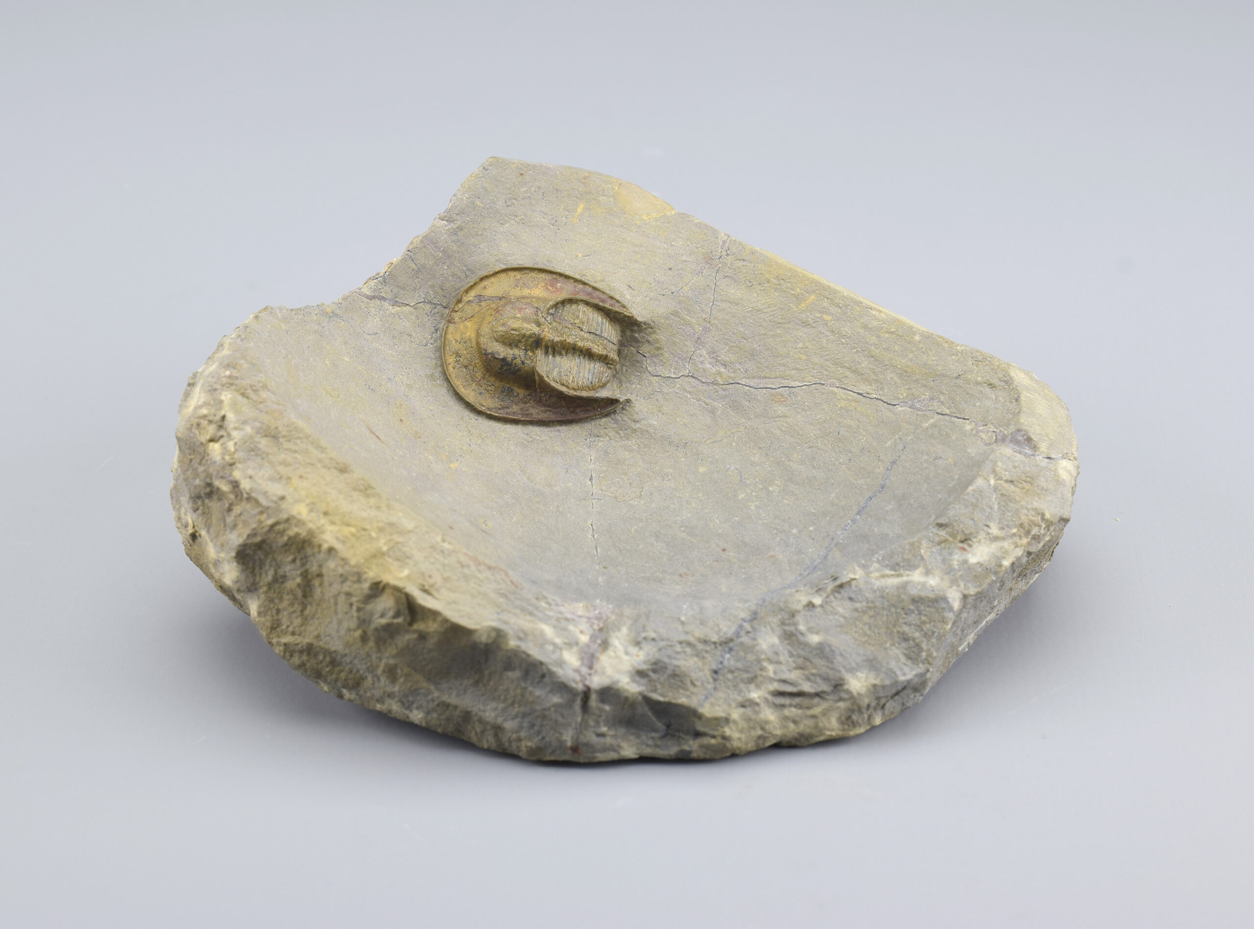 Fine trilobite Lioharpes wendti