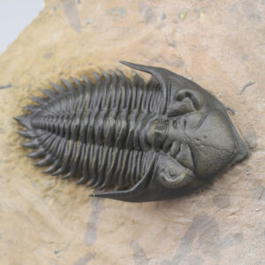 Superb trilobite Metacanthina issoumourensis