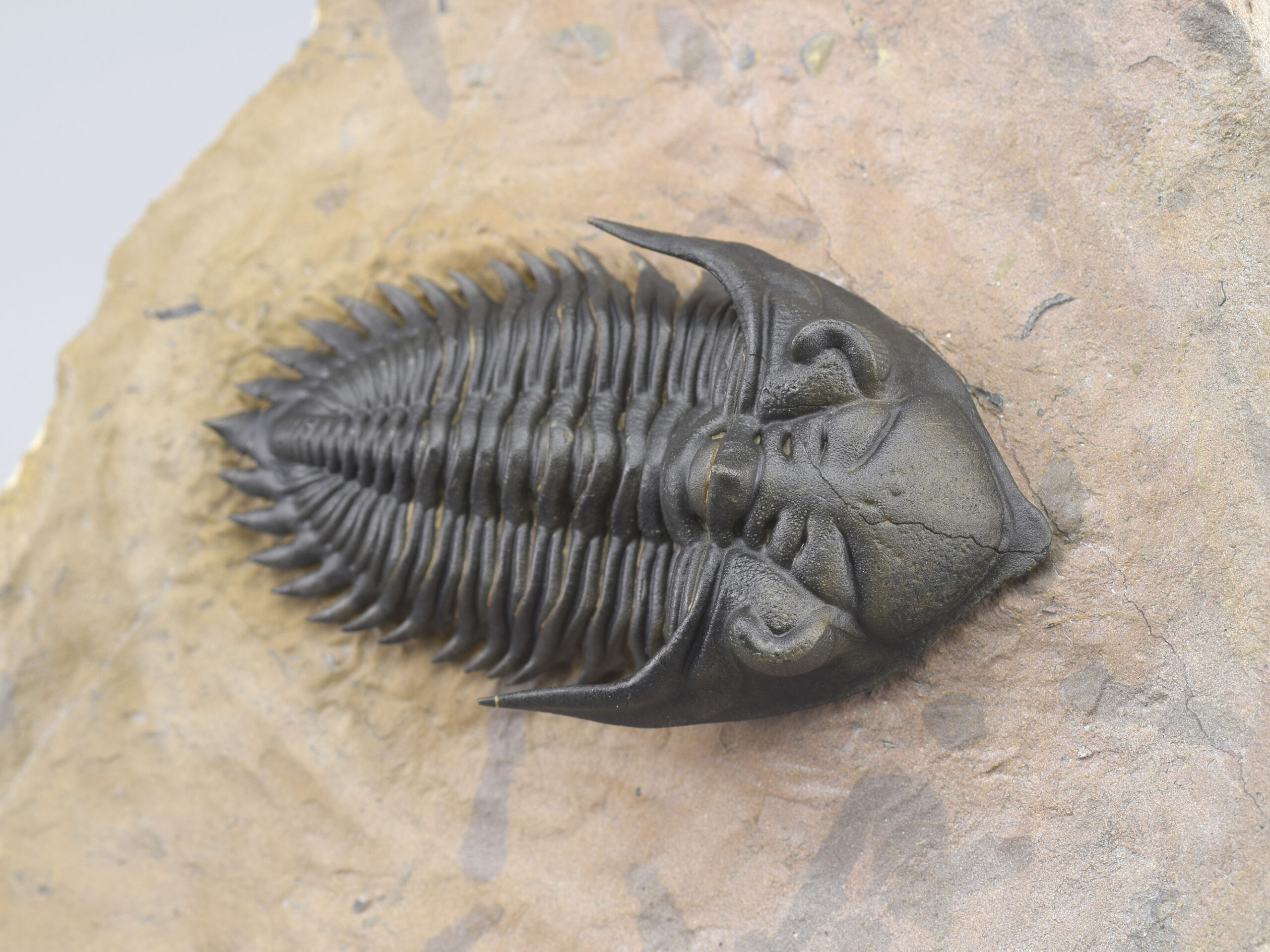 Superb trilobite Metacanthina issoumourensis