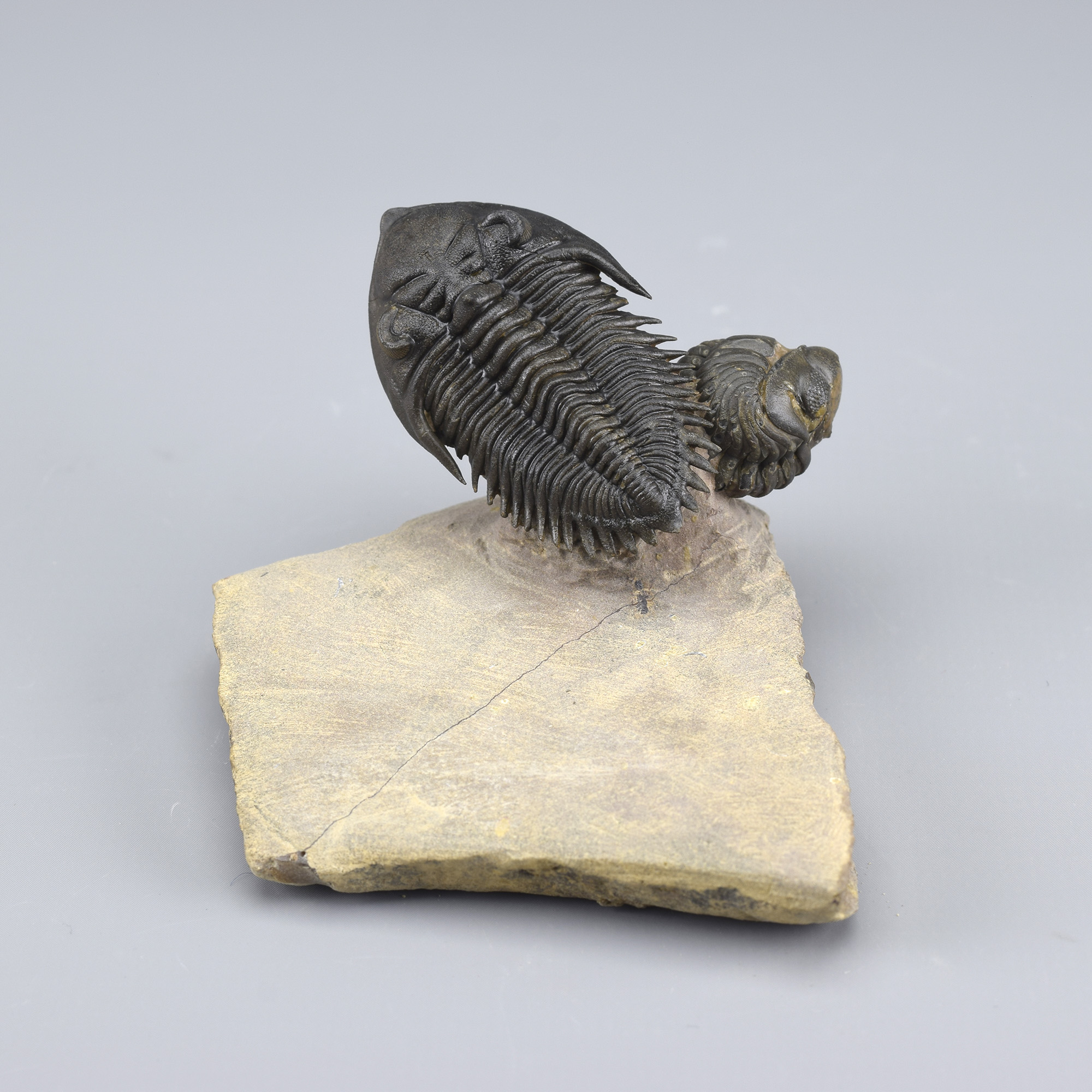 Superb Metacanthina issoumourensis and Phacops combo