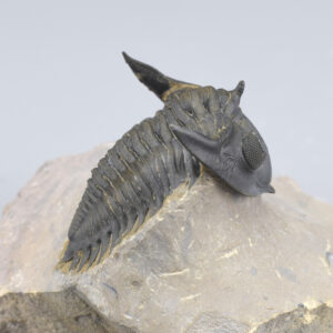 Beautiful trilobite Metacanthina issoumourensis