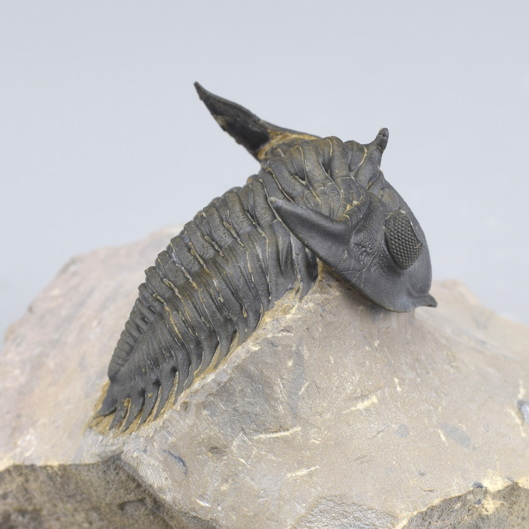 Beautiful trilobite Metacanthina issoumourensis