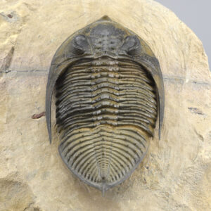 Rare trilobite Odontochile (Zlichovaspis) spinifera