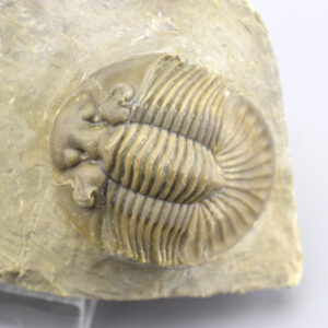 Fine Scabriscutellum (Rheiscutellum) hammadi