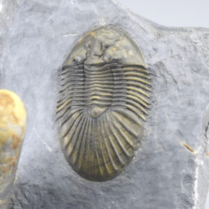 Scabriscutellum hammadi and orthoconic nautiloid combo