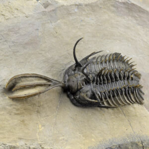 Walliserops gr. trifurcatus – hammii